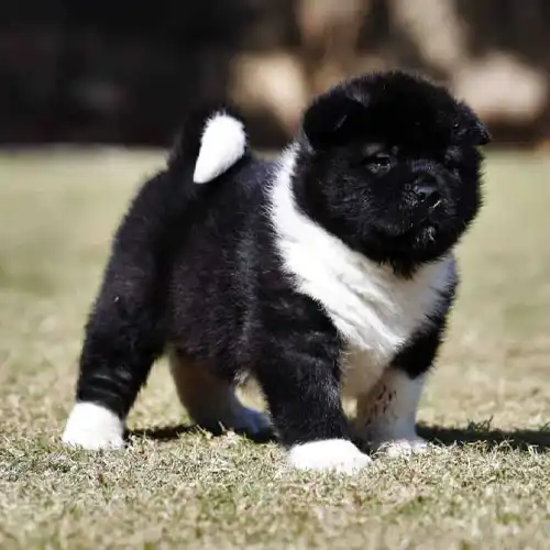 Akita Puppy